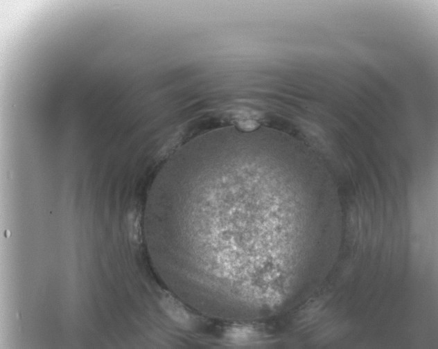 X0000066020177200603101632