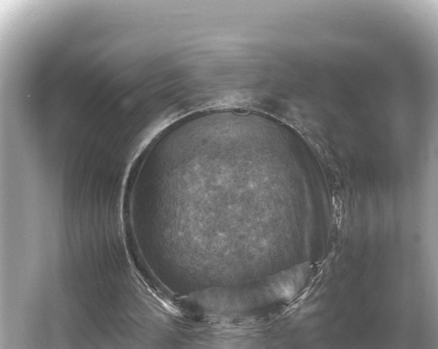 X0000066020196200603101631