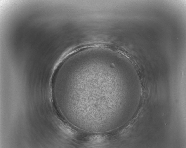 X0000066020198200603101631