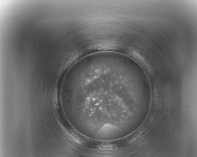 X0000066020202200603101631