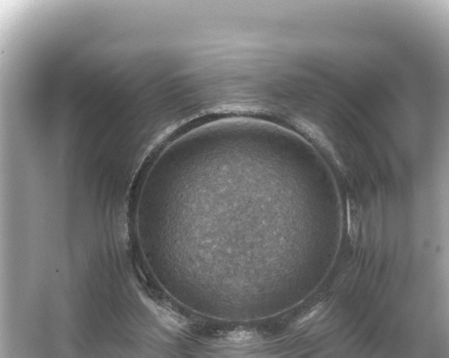 X0000066020204200603101631