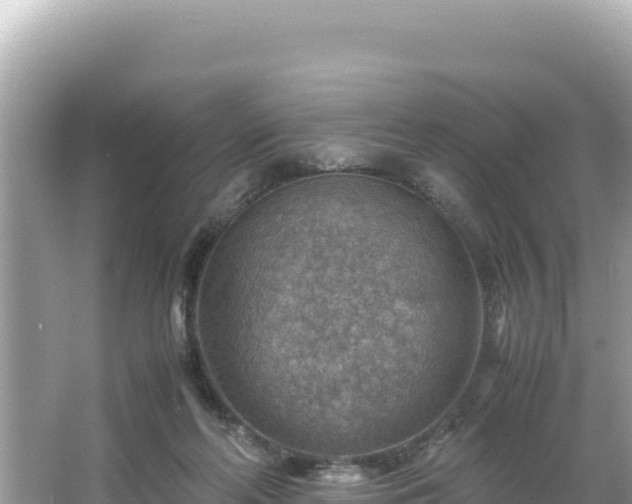 X0000066020214200603101631