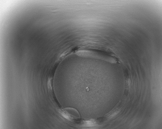 X0000066020286200603101631