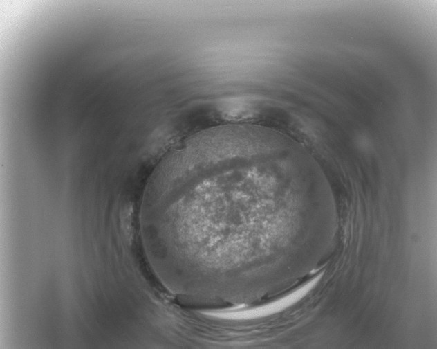 X0000066020319200603101629