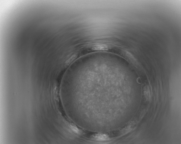 X0000066020322200603101629