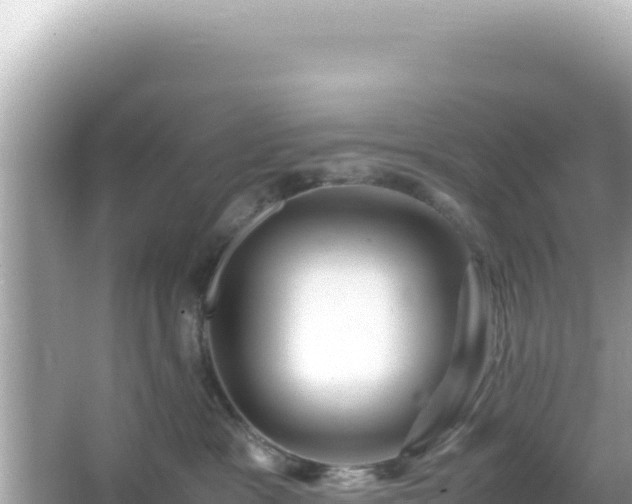 X0000066020333200603101629