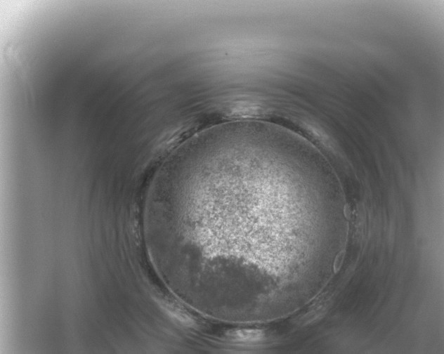 X0000066020361200603101629