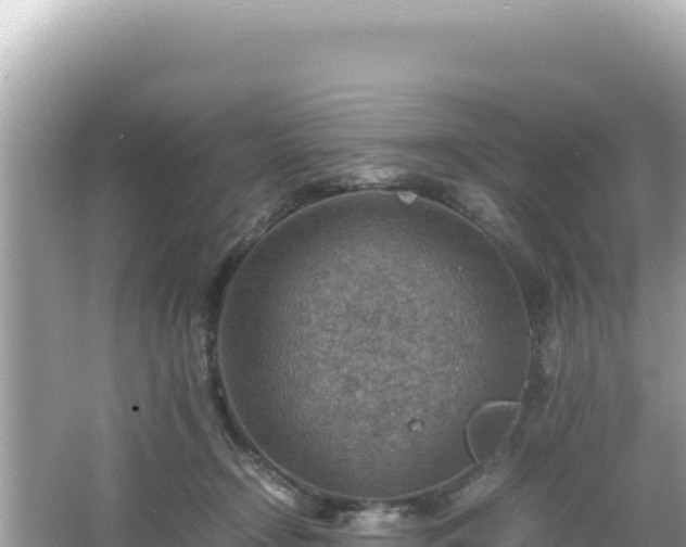 X0000066020366200603101629