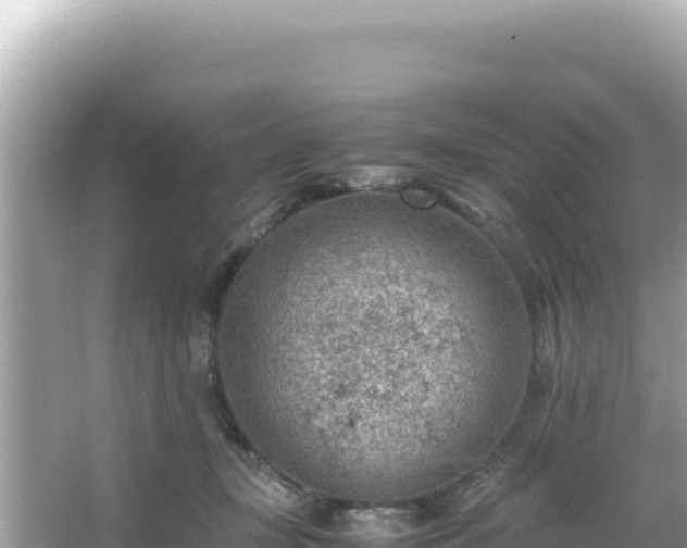 X0000066020367200603101629