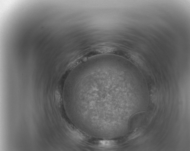 X0000066020371200603101629