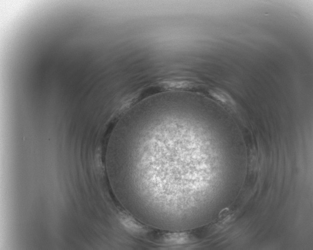 X0000066020377200603101629