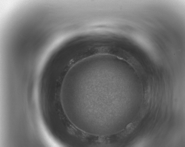 X0000066020383200603101629