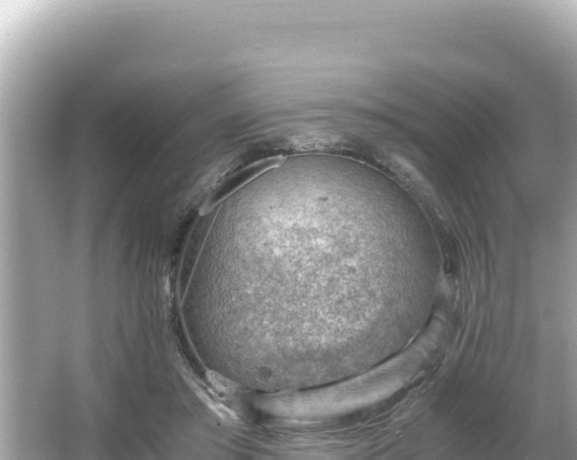 X0000066020405200603101628