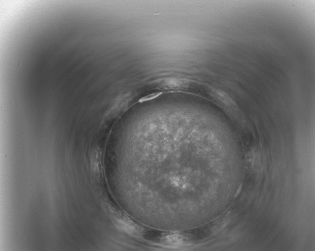 X0000066020423200603101628