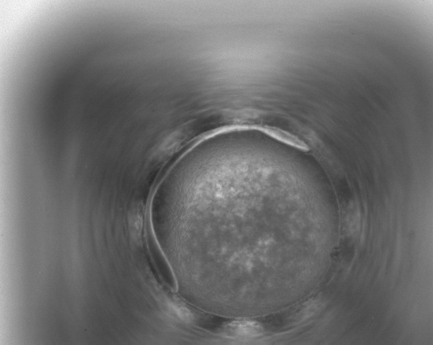 X0000066020427200603101627