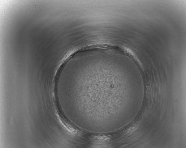 X0000066020443200603101627