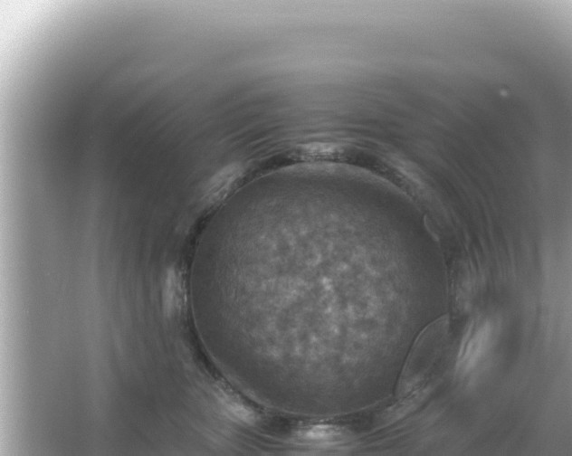 X0000066020467200603101627