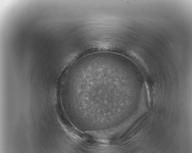 X0000066020496200603101626