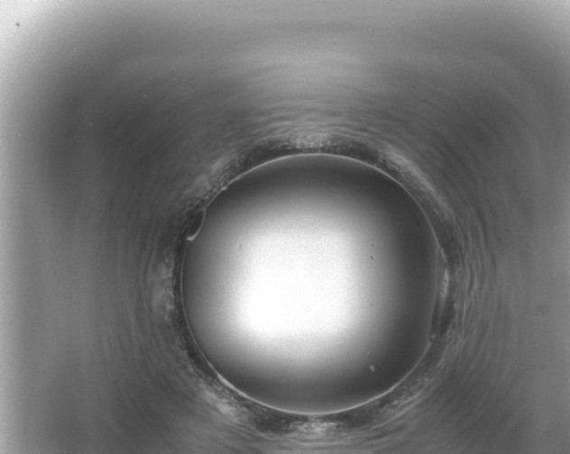 X0000066020497200603101626