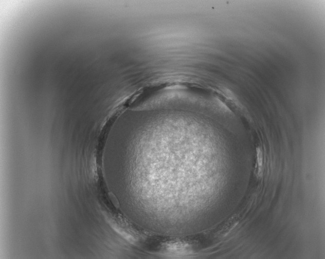 X0000066020500200603101626