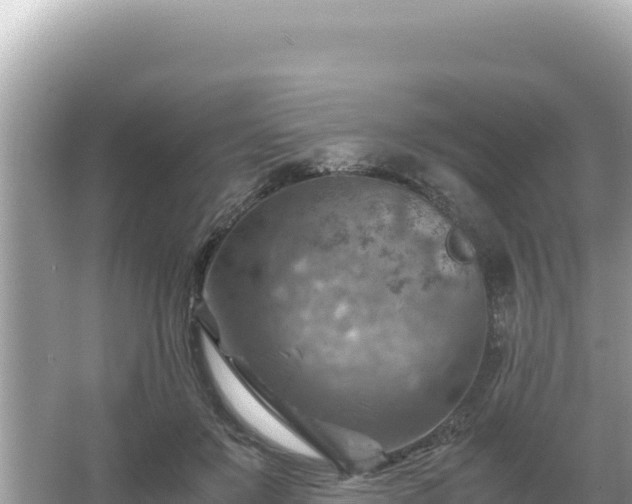 X0000066020503200603101626