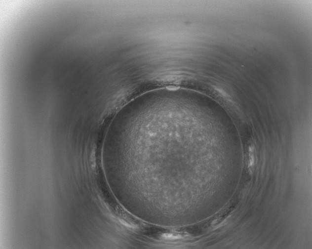 X0000066020504200603101626