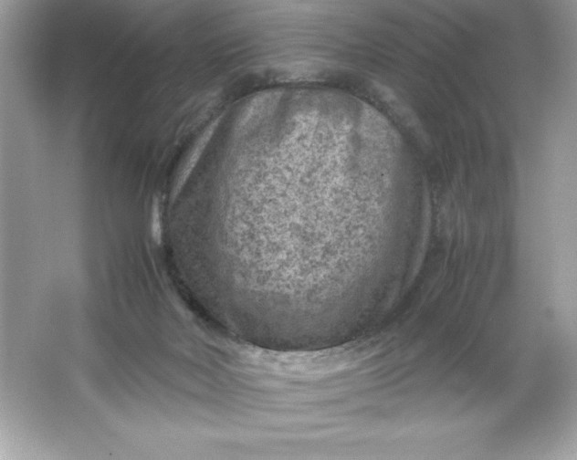 X0000066020026200603171543