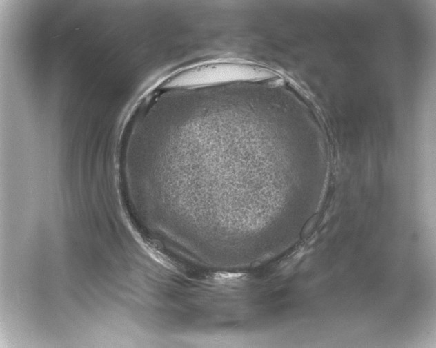 X0000066020055200603171542