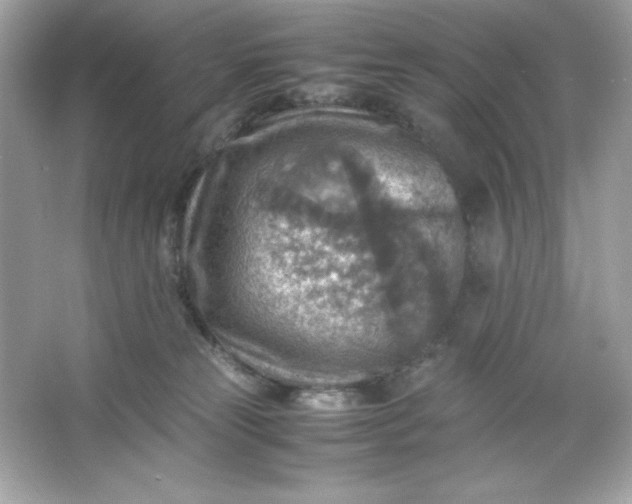 X0000066020181200603171541