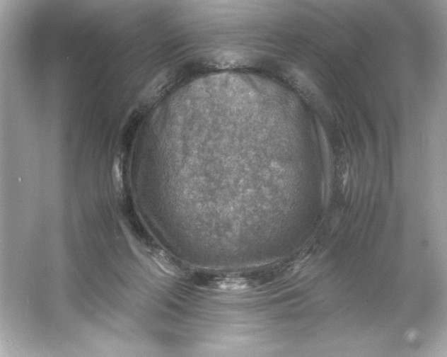 X0000066020214200603171540