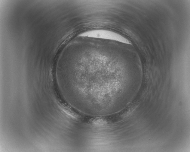 X0000066020258200603171539