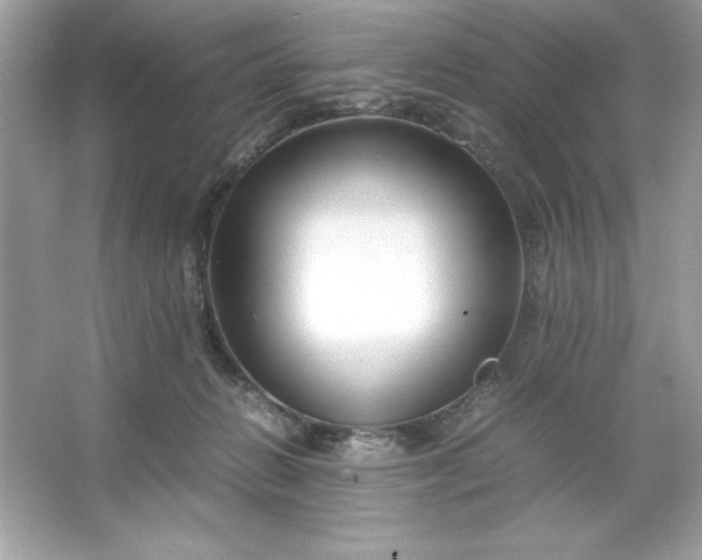 X0000066020270200603171539