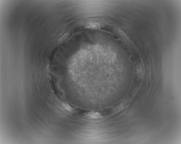 X0000066020322200603171538