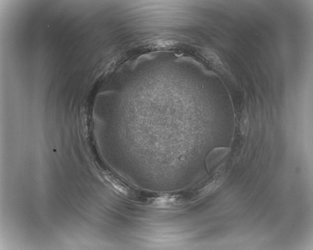 X0000066020366200603171538