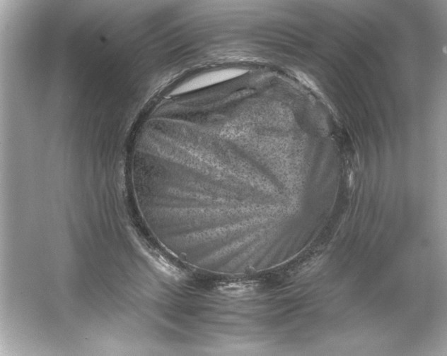 X0000066020447200603171536