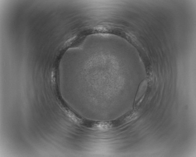 X0000066020466200603171536