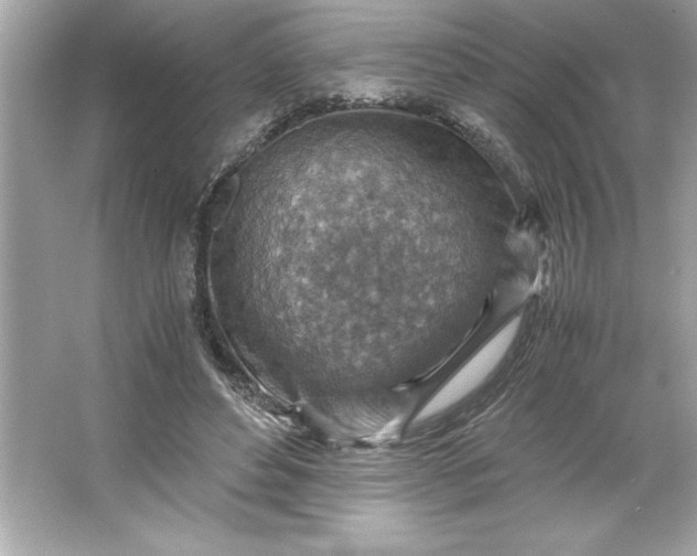 X0000066020496200603171535