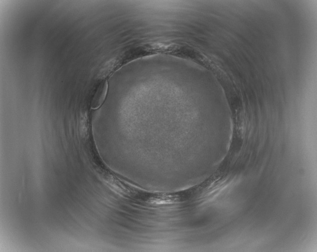 X0000066020563200603171535