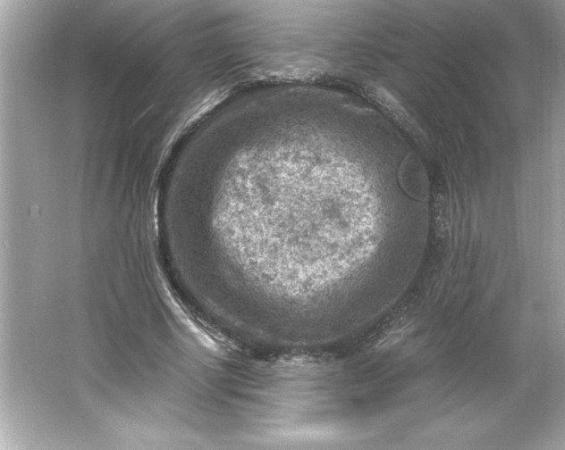 X0000066020634200603171533