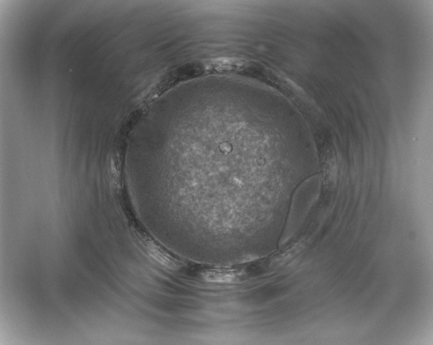 X0000066020661200603171533