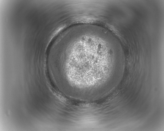 X0000066020679200603171532