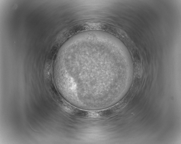 X0000066020701200603171532