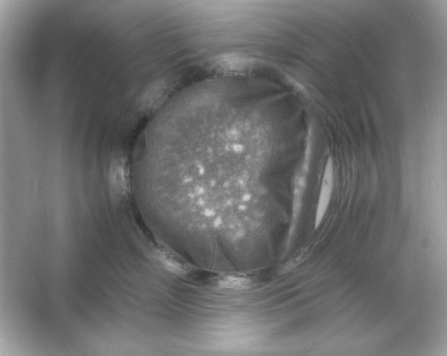 X0000066020718200603171532