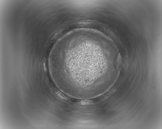 X0000066020758200603171531