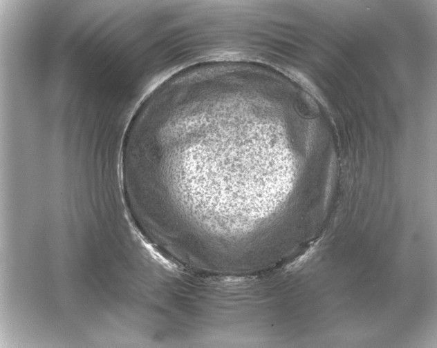 X0000066020839200603171530