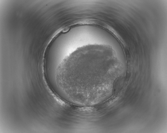 X0000066020853200603171530