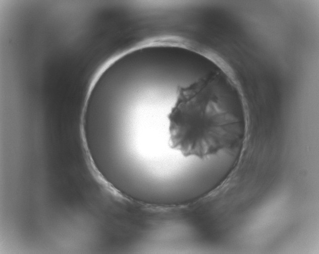 X0000066020960200603171528