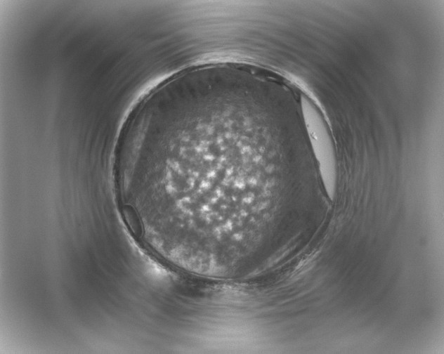 X0000066020995200603171527