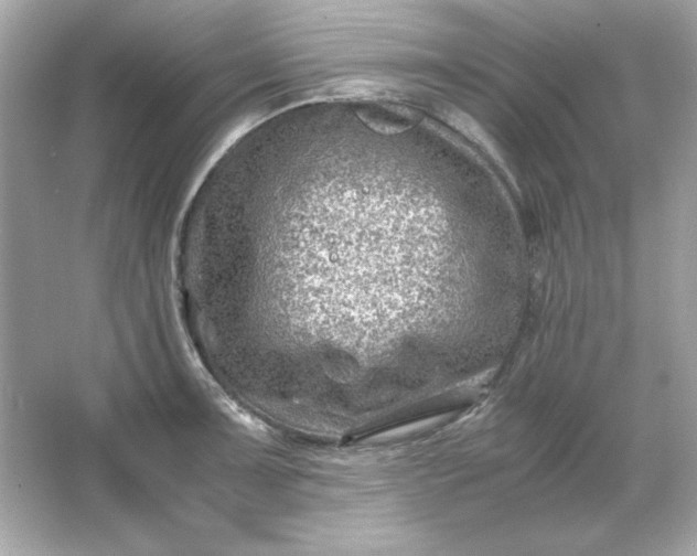 X0000066021091200603171525