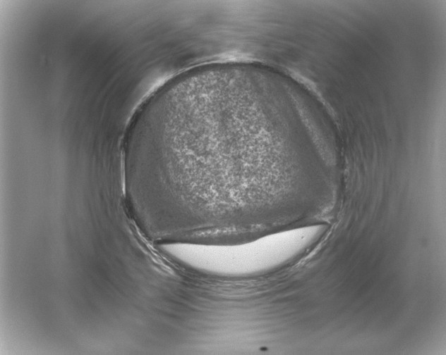 X0000066021171200603171524